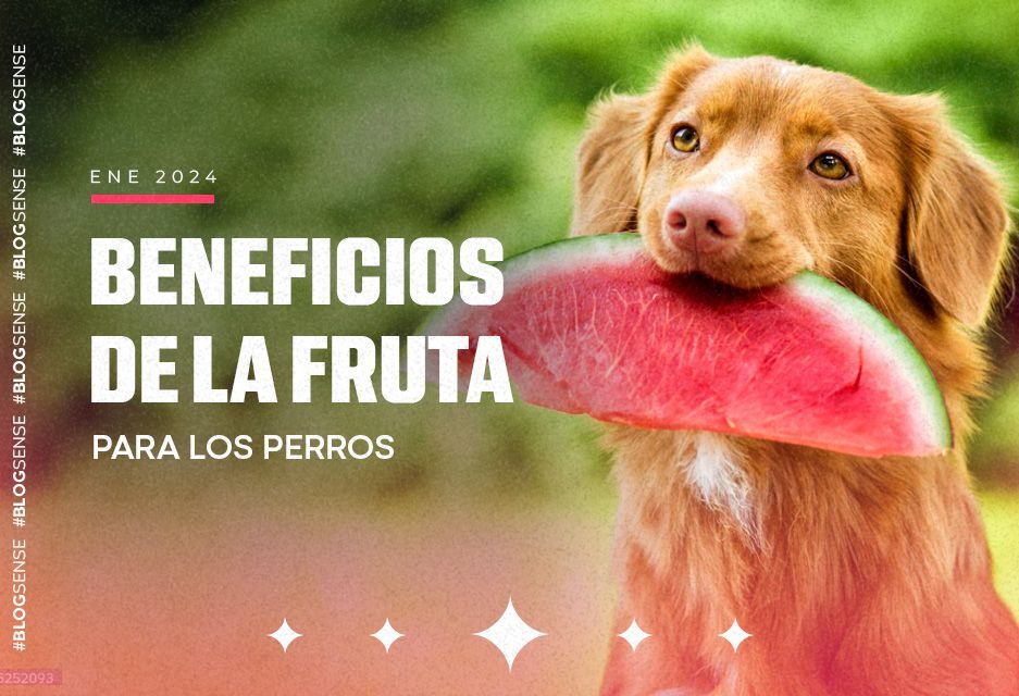 Beneficios de la fruta para los perros